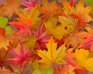autumn leaves background