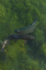 Two fish swim gracefully through clear green water, their scales reflecting the light. The vibrant...