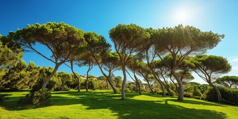 A field of trees with a bright blue sky in the background. The trees are tall and leafy, and the grass is lush and green. The scene is peaceful and serene, with the sun shining brightly overhead