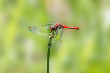 Close up of male Ruddy Darter, Sympetrum sanguineum, with red abdomen and transparent wings resting on a stem tip against hazy green background in habitat