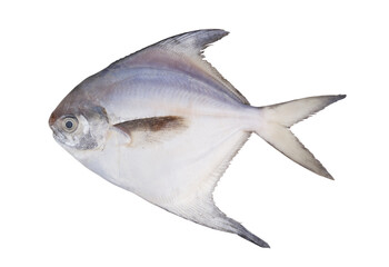 Raw silver pomfret fish isolated on white background.