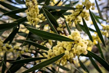 Plants of the Australian National Botanic Gardens