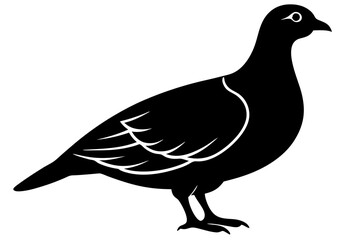 Obraz premium pigeon isolated on white background