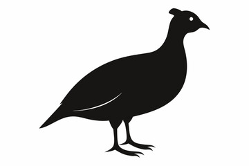 Obraz premium peacock isolated