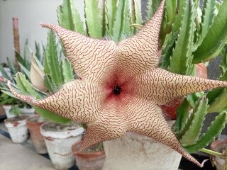 Closeup of Stapelia gigantea Star-Shaped Flower.