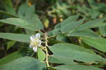 white cherry tree flowers green leaves