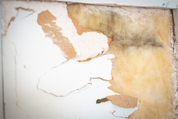 Large black mold infestation grows on insulation layer of broken drywall boards flat panel made of...