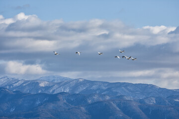雪山を背景に飛ぶ渡り鳥、白鳥の優雅で自由な空