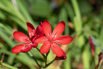 close up of river lily (hesperantha coccinea) flowers in bloom