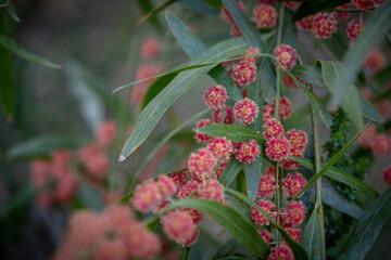 Crimson Wattle- Scarlett Blaze - Acacia