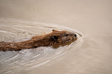 A beaver swims in a pond. High quality photo. Parc Omega © Olivier Brunel