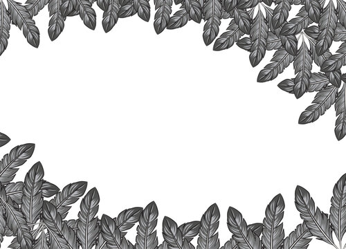 Black and white feather background with copy space