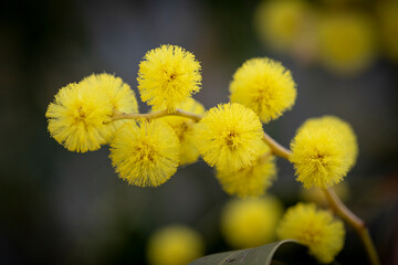 Naklejka premium Spring wattle (acacia) of Australia