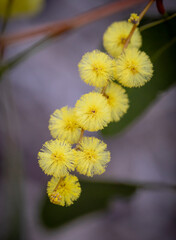 Spring wattle (acacia) of Australia