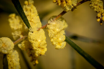 Spring wattle (acacia) of Australia