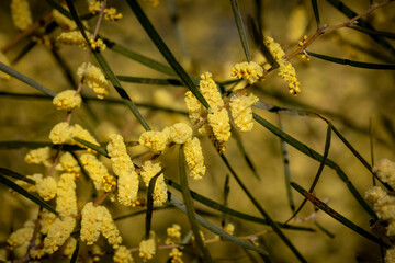 Spring wattle (acacia) of Australia