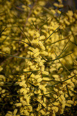 Spring wattle (acacia) of Australia