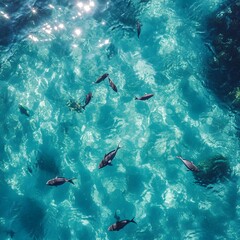 Obraz premium Vibrant School of Tropical Fish Soaring Through Sunlit Turquoise Ocean Waters in Aerial Drone