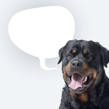 Happy dog talking and empty speech balloon