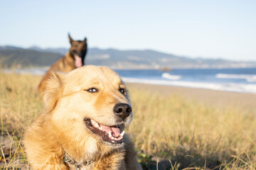 tan blue eyed border collie mix dog playing on the beach