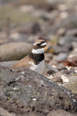Common ringed plover, ringed plover - Charadrius hiaticula between stones on beach. Photo taken close to Garður Old Lighthouse in Iceland. Vertical.