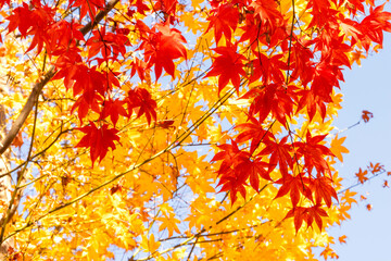Red and yellow maple leaves with blue sky background in autumn season