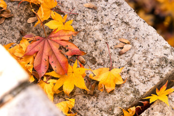 Yellow maple leaves falling on the ground in autumn season, copy space