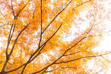 Tree with yellow leaves in autumn season on white background