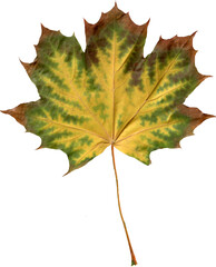 Maple Leaf