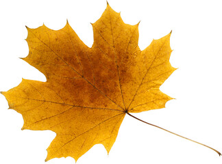 Maple Leaf