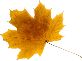Maple Leaf
