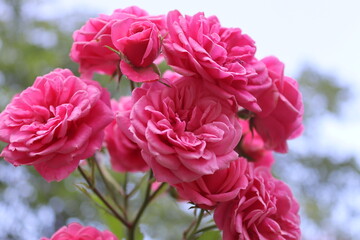 Little Roses © Anna