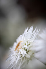 White paper daisy