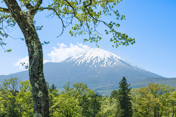 色が綺麗な新緑の木と富士山