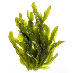 Laminaria Seaweed Isolated on White Background. Green kelp seaweed from deep sea isolated