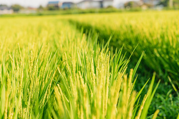 風に揺れる綺麗な水田の稲