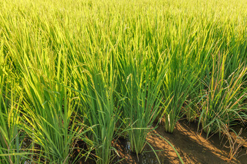 風に揺れる綺麗な水田の稲
