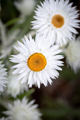 White paper daisy