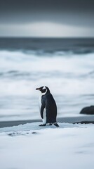 Obraz premium Penguin Navigating Frozen Shoreline Under Overcast Sky with Captivating Digital Photography