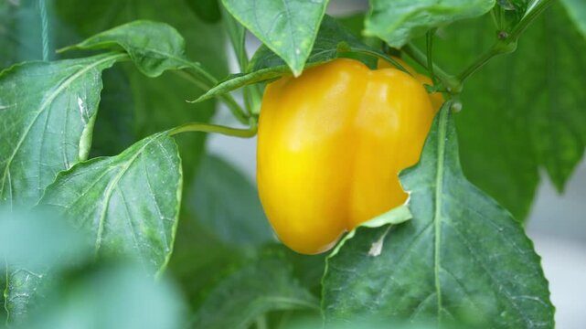 yellow pepper in vegetable garden