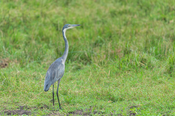 Black headed heron (Ardea melanocephala)
