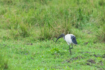 African sacred ibis (Threskiornis aethiopicus)