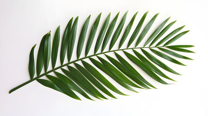 tropical palm leaf isolated on white background