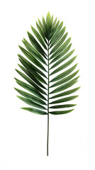 tropical palm leaf isolated on white background
