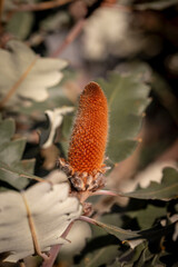 Banksia - Plants of the Australian National Botanic Gardens