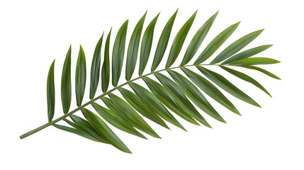 Single tropical palm leaf isolated on white background	