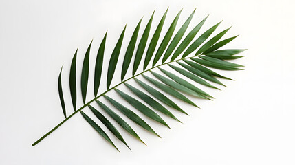 Single tropical palm leaf isolated on white background	
