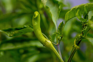Green peppers in the field.
