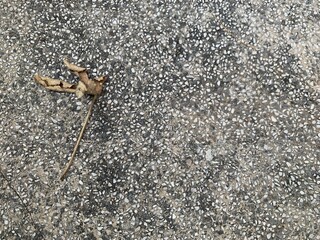 Background image of dry leave placed on a dusty floor