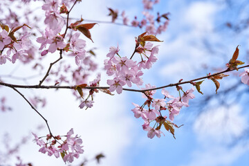 blossom in spring